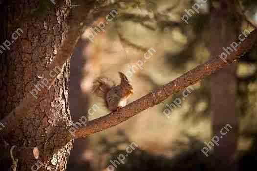 花生松鼠(pnut)突破了150天的下降趋势,目标是$ 1.7907